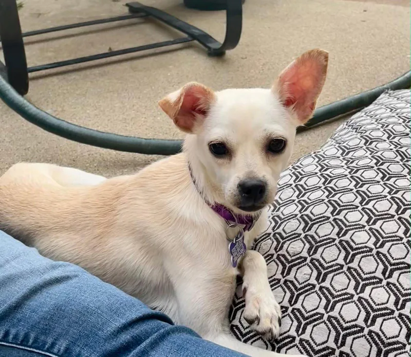 A young medium-sized female Chihuahua dog named Lilee for adoption in Hillside, IL