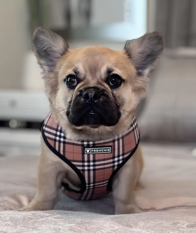 A young small-sized male French Bulldog dog named Leo for adoption in Hollywood, FL