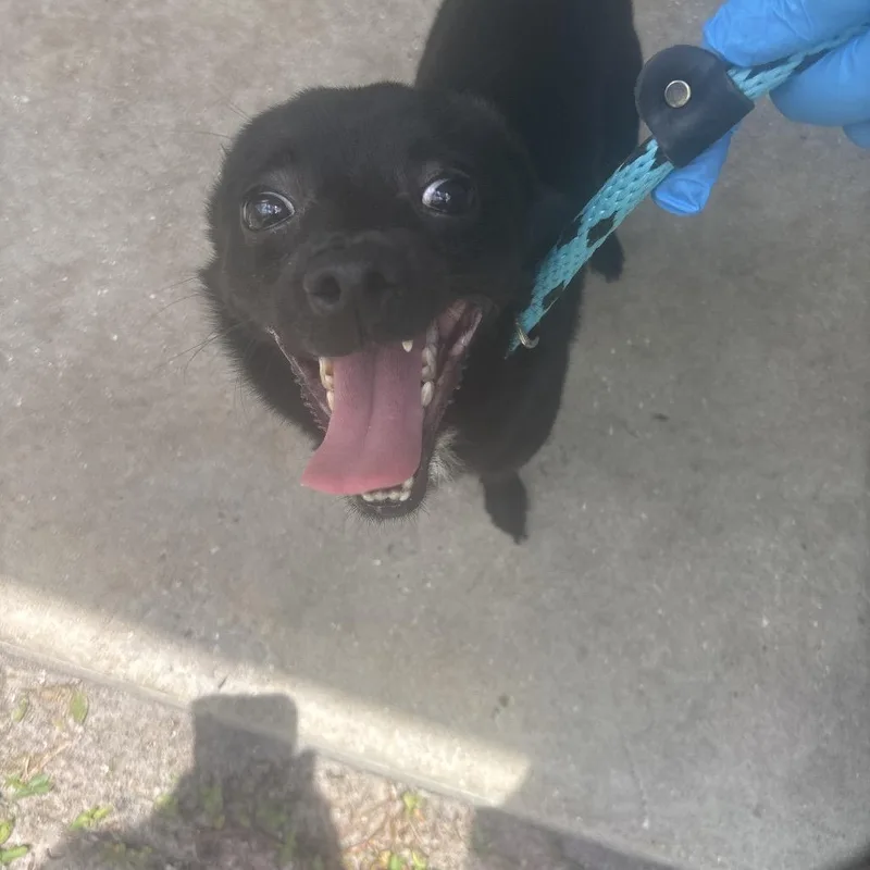 An adult small-sized male Black Mixed Breed dog named Dax for adoption in Naples, FL