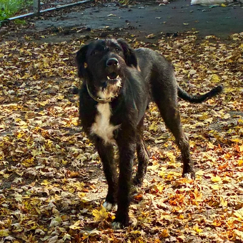 A young large-sized male Black Poodle dog named Naz for adoption in Chattanooga, TN