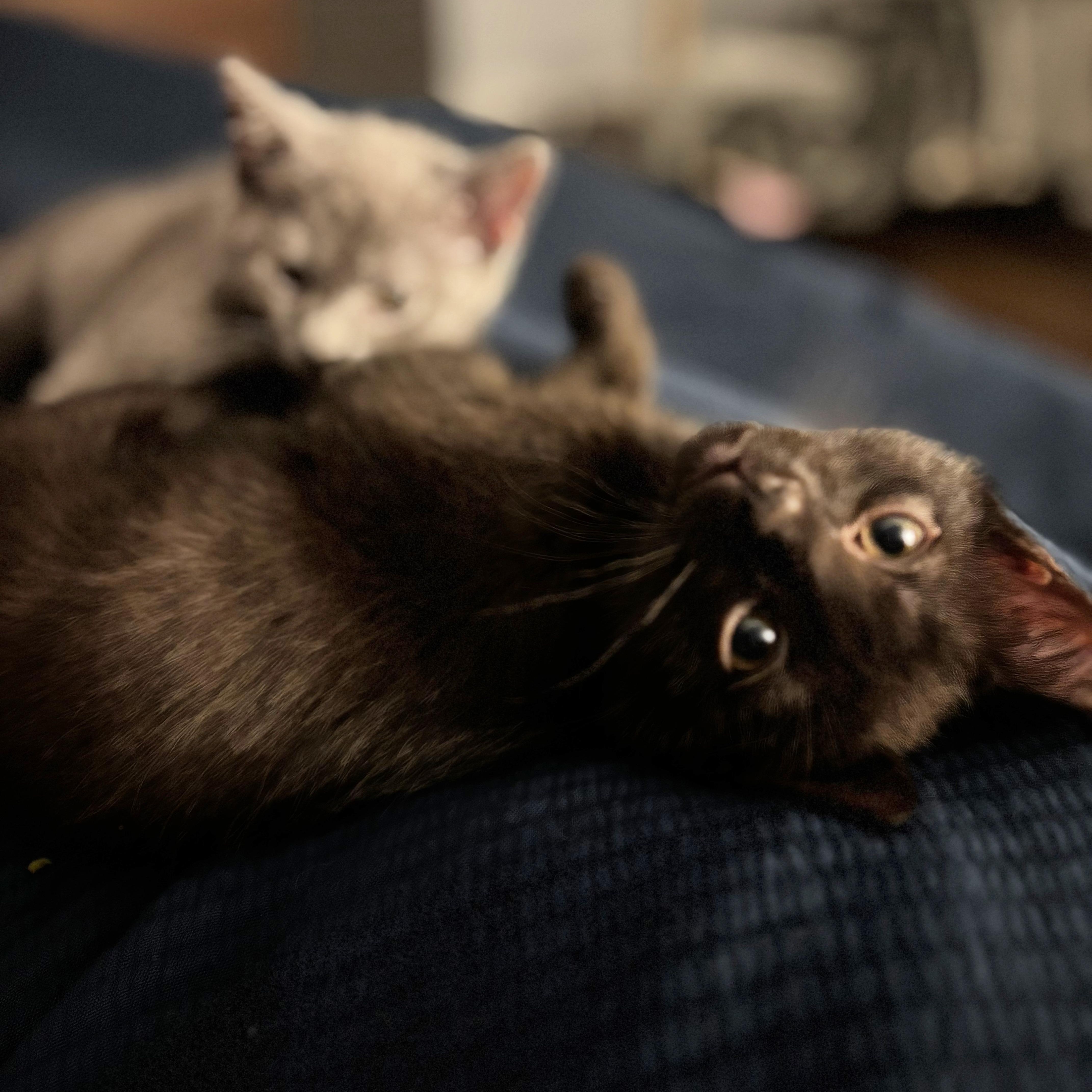 A baby small-sized female Black Domestic Short Hair cat named Nerita for adoption in Richmond, VA