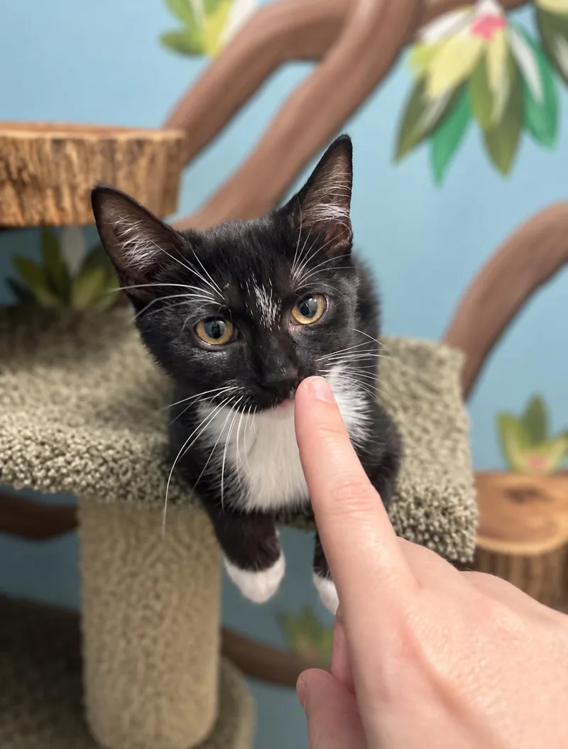 A baby medium-sized male Black & White / Tuxedo Domestic Short Hair cat named Snickers for adoption in Jacksonville, FL