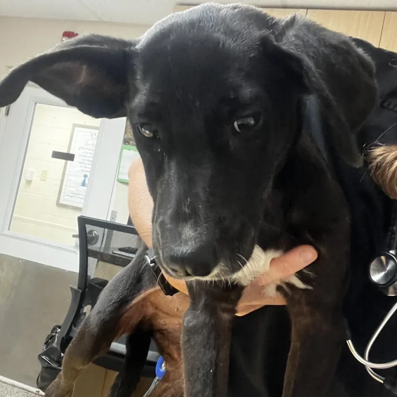 A baby medium-sized female Black Shepherd dog named Microwave for adoption in Lakeland, FL
