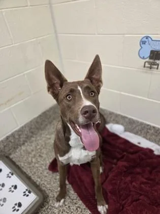 A baby small-sized male Mixed Breed dog named Matrix for adoption in Westland, MI