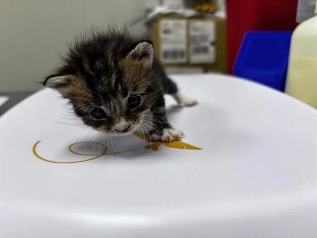 A baby small-sized female Domestic Short Hair cat named Shrimp for adoption in Ontario, CA
