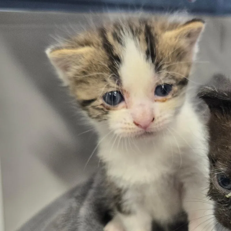 A baby small-sized female Brown / Chocolate Domestic Short Hair cat named Delilah for adoption in Newark, NJ