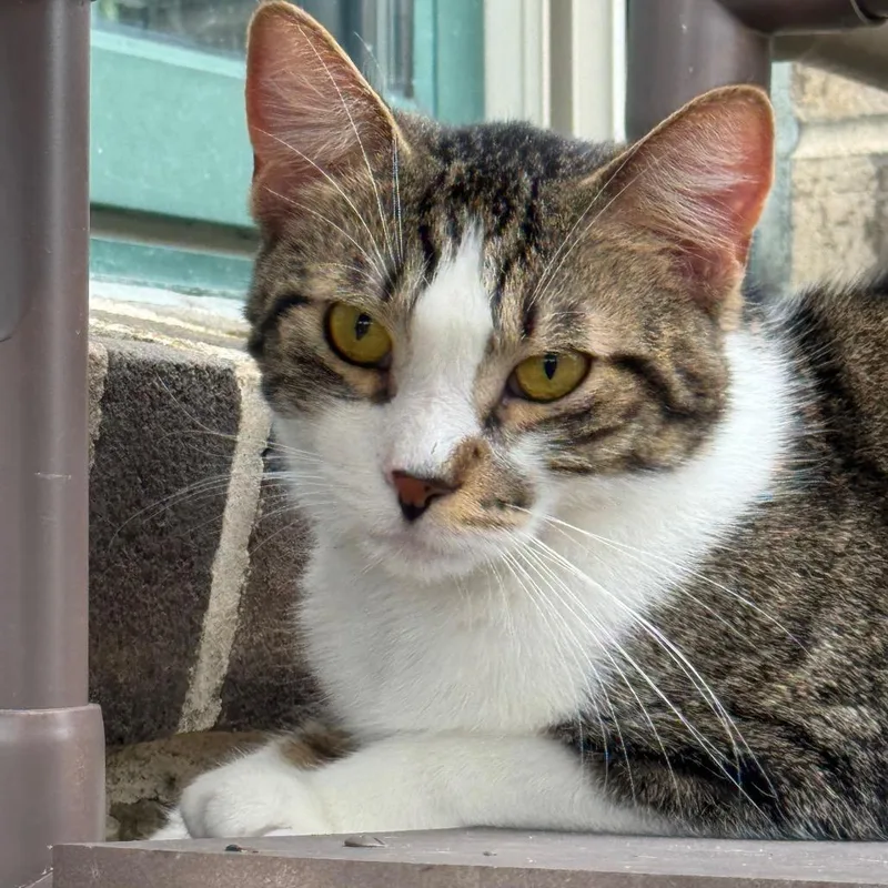 An adult medium-sized male Brown / Chocolate American Bobtail cat named Gus for adoption in Easton, PA