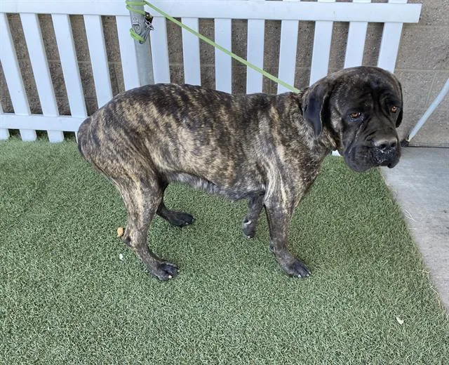An adult large-sized female Cane Corso dog named Roxy for adoption in Modesto, CA