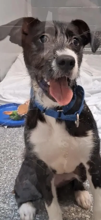 A baby medium-sized female Mixed Breed dog named Bluetooth for adoption in Voorhees, NJ