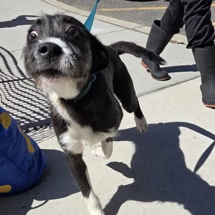 Bluetooth thumbnail 3