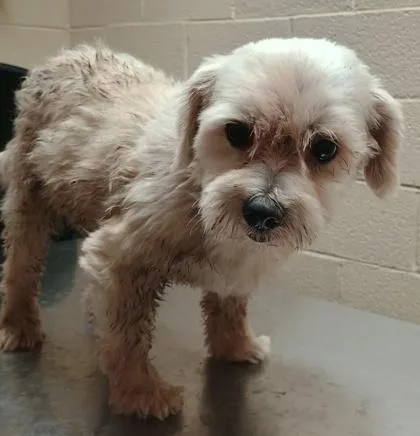 A senior small-sized female Shih Tzu dog named Coconut for adoption in Harlingen, TX