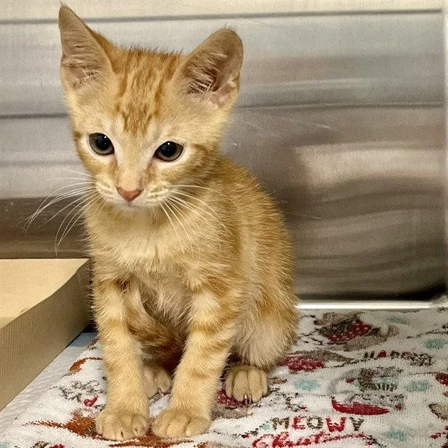 A baby small-sized male Orange / Red Domestic Short Hair cat named Benny for adoption in Tavares, FL