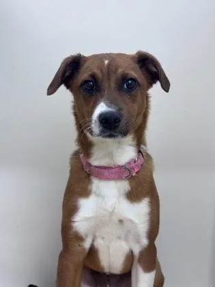 A baby medium-sized female Mixed Breed dog named Evie for adoption in West Chester, PA