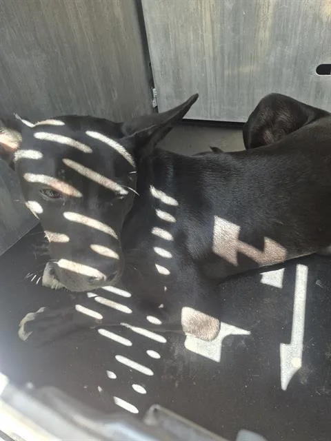 A young medium-sized male American Staffordshire Terrier dog named Raiden for adoption in San Antonio, TX