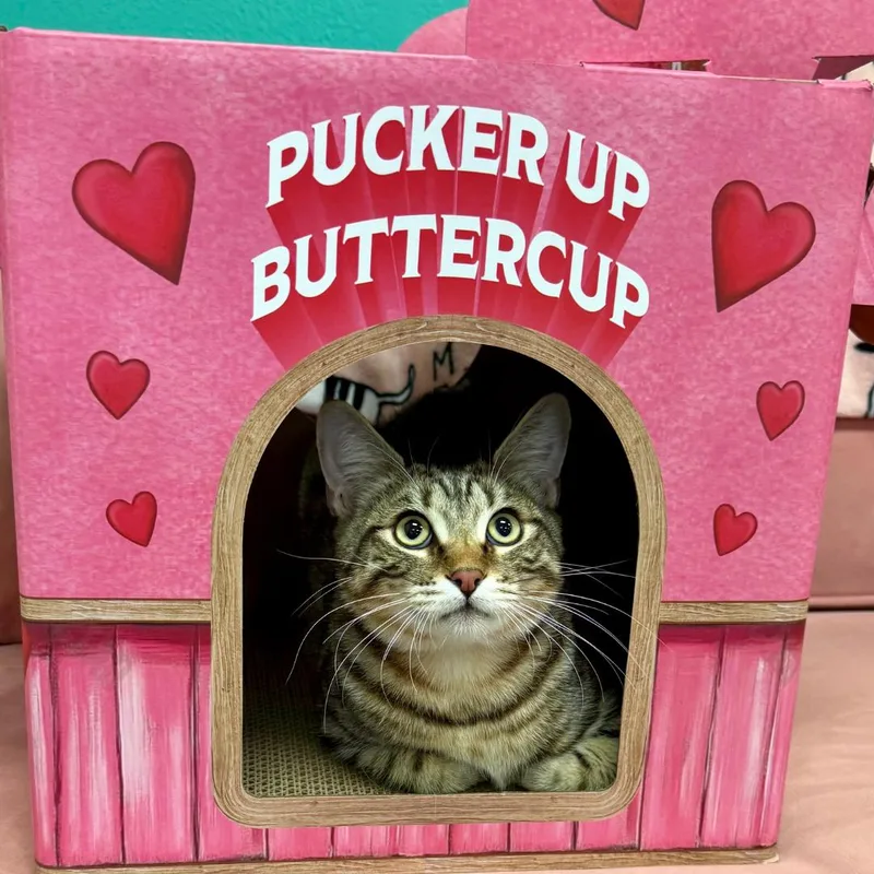 A young medium-sized male Tabby (Brown / Chocolate) Tabby cat named Kenny for adoption in Morgan Hill, CA