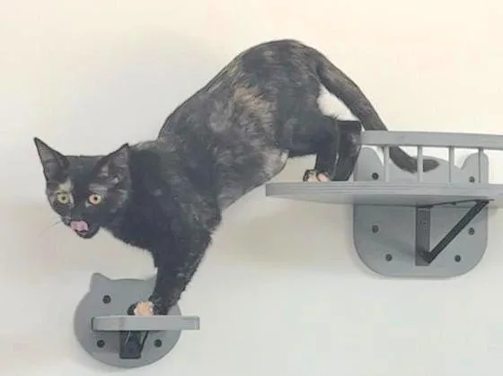 A baby medium-sized female Tortoiseshell Domestic Short Hair cat named Smudge for adoption in Houston, TX