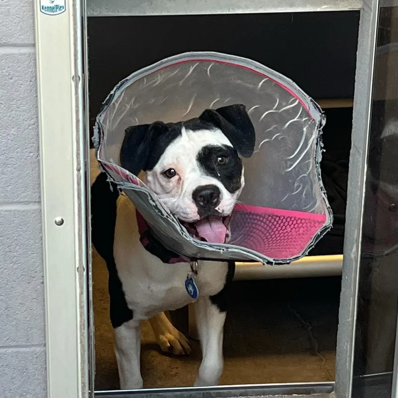 Chaquita thumbnail 2