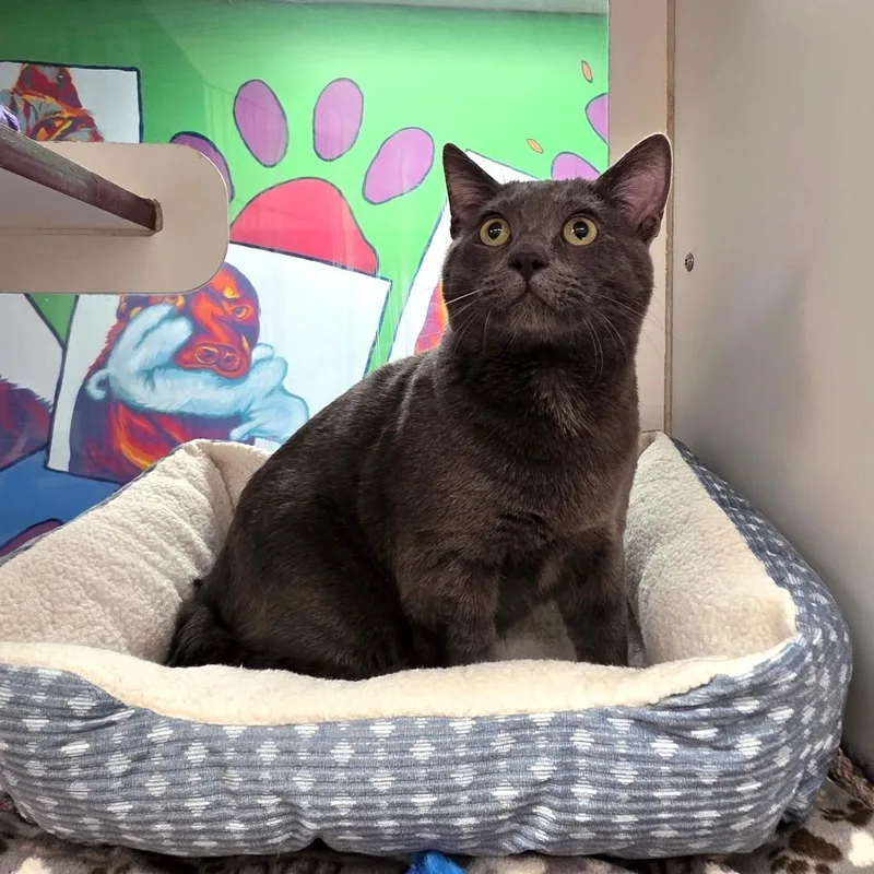 A young medium-sized male Gray / Blue / Silver Domestic Short Hair cat named Toothless for adoption in Cheyenne, WY