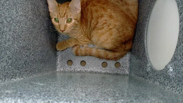 A young medium-sized female Domestic Medium Hair cat named Maruchan for adoption in Dallas, TX