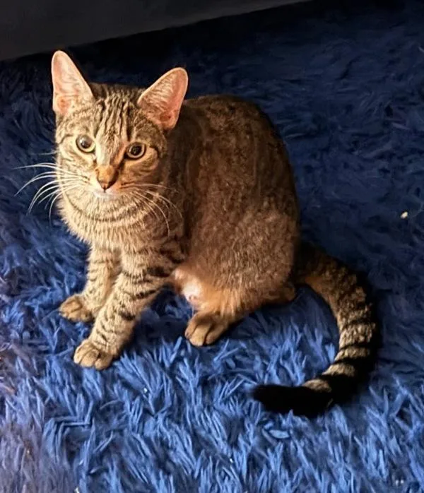 A young small-sized female Domestic Short Hair cat named Nyla for adoption in New York, NY