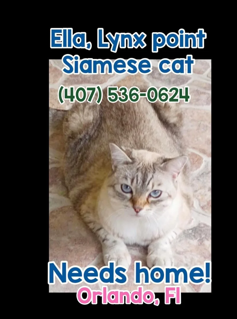 An adult medium-sized female Cream / Ivory Siamese cat named EllaVIDEO for adoption in Port Orange, FL