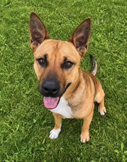 An adult large-sized male Yellow / Tan / Blond / Fawn Mixed Breed dog named Wiley for adoption in Kansas City, MO