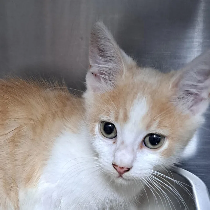 A baby small-sized female Orange / Red Domestic Short Hair cat named Abena for adoption in Pensacola, FL