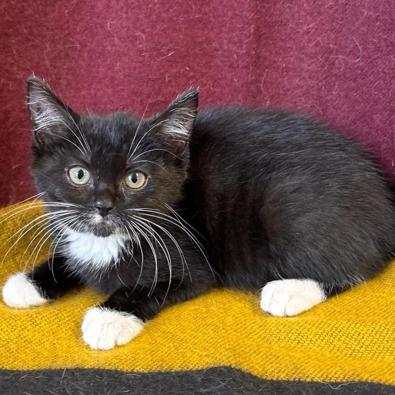 A baby small-sized male Black Domestic Short Hair cat named Crew for adoption in Mount Juliet, TN