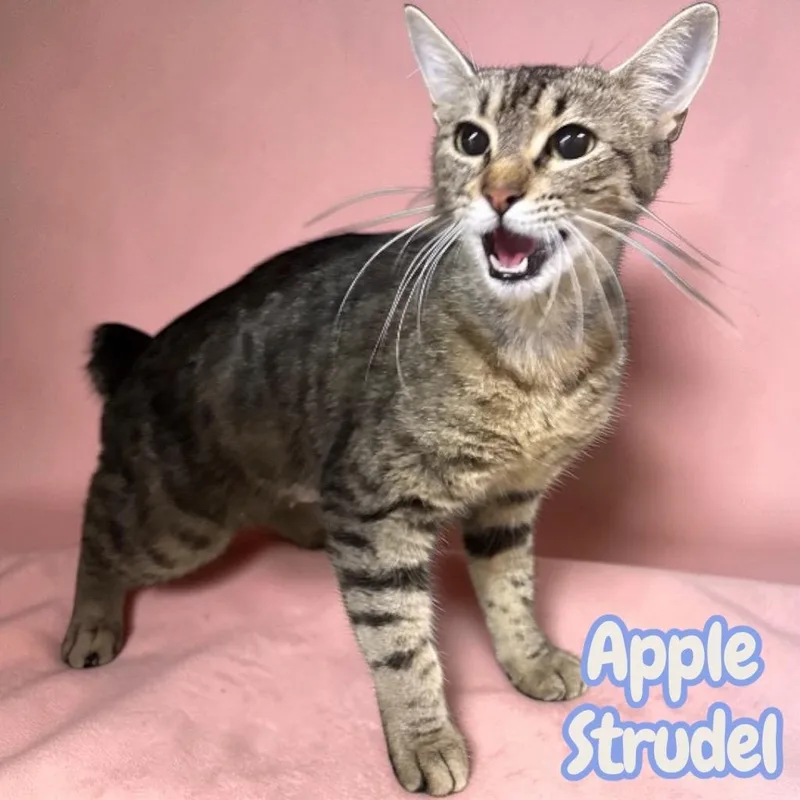 Apple Strudel thumbnail 2