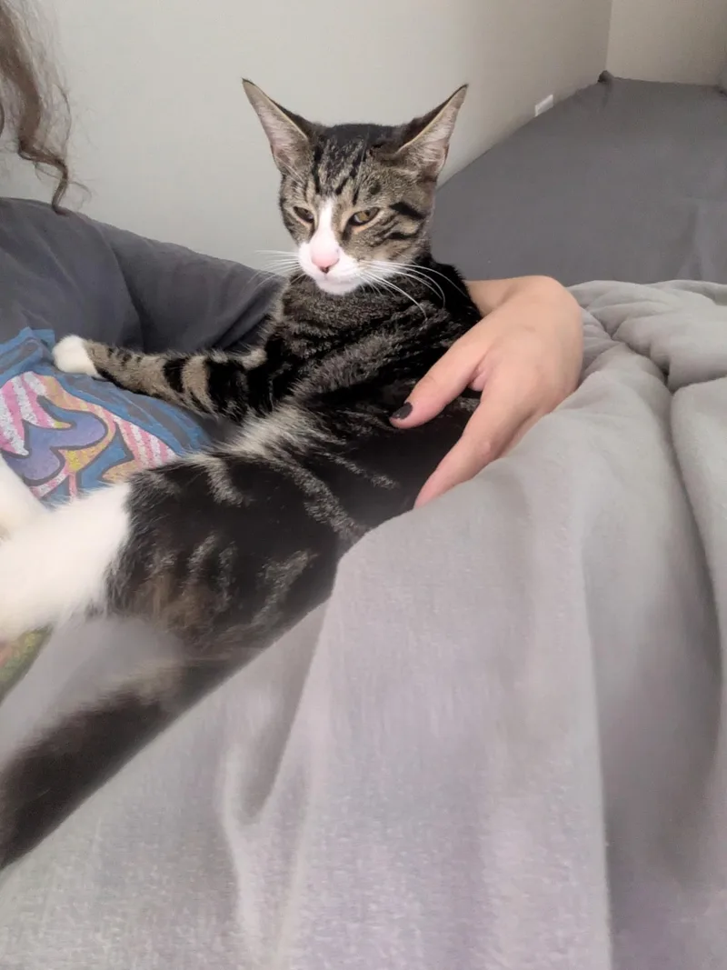 A young medium-sized male Domestic Short Hair cat named Mikey for adoption in Bayonne, NJ