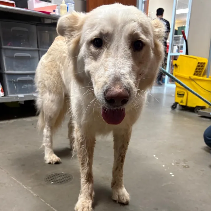 An adult medium-sized female White / Cream Great Pyrenees dog named Yeti for adoption in Yuma, AZ