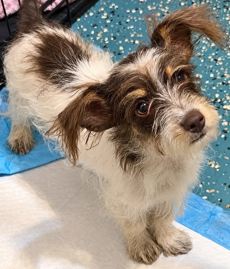 A baby small-sized male Dachshund dog named Rolo for adoption in New Baltimore, MI