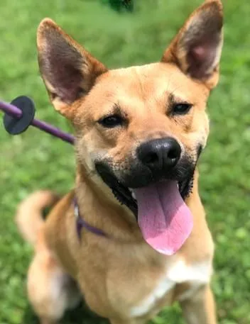 An adult medium-sized male Mixed Breed dog named Cinder for adoption in Madison, NJ