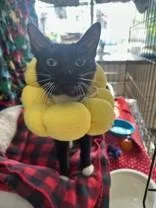 An adult medium-sized female Black Domestic Short Hair cat named Alice for adoption in Manitowoc, WI