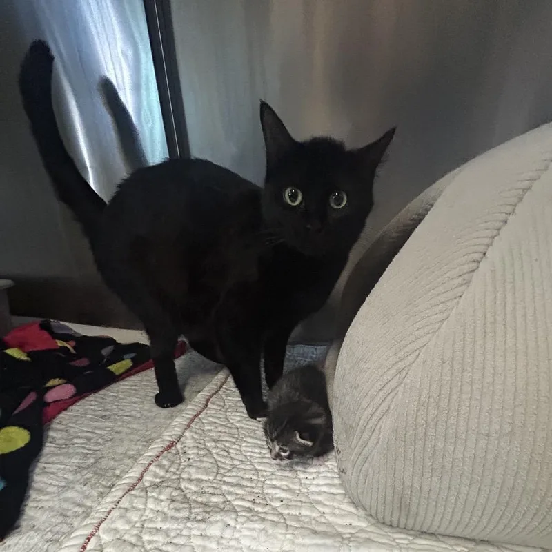 A young medium-sized female Black Domestic Short Hair cat named Sweetie Pie for adoption in Spokane, WA