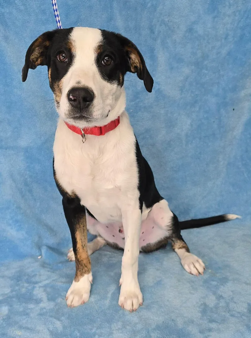 A baby medium-sized male Tricolor (Brown, Black, & White) Terrier dog named Kylar for adoption in Newport, TN