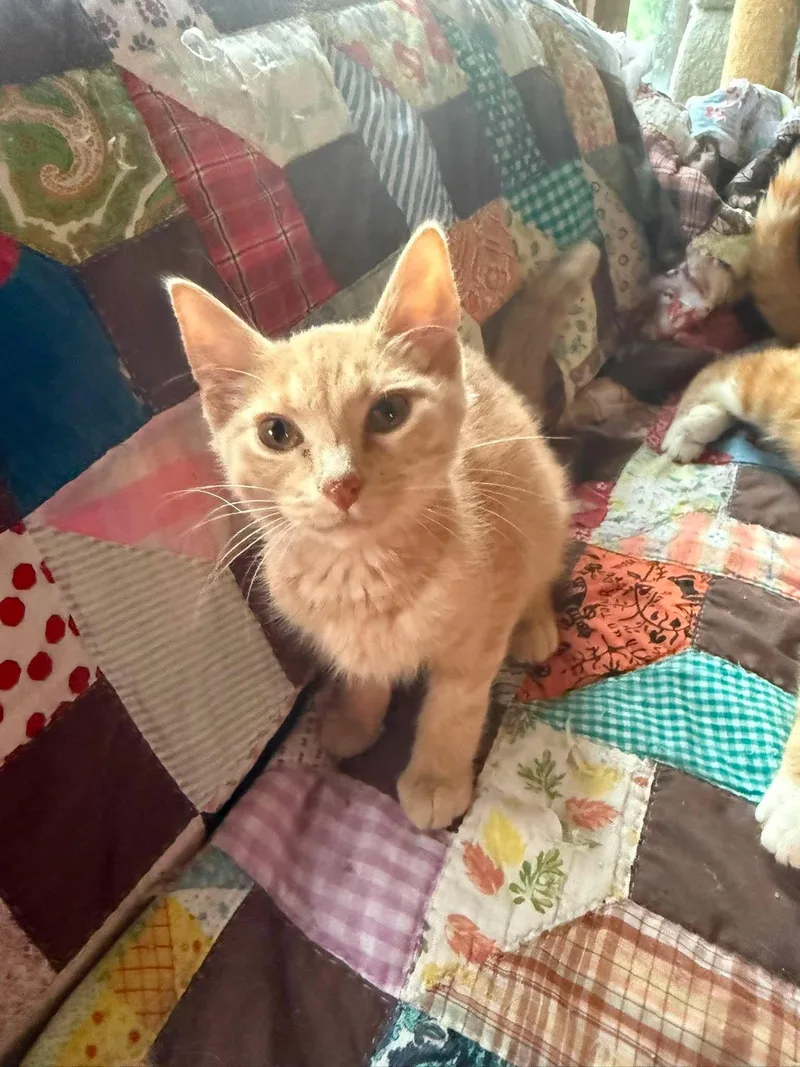 A baby medium-sized male Tabby (Orange / Red) Tabby cat named Floyd for adoption in Marion, IN