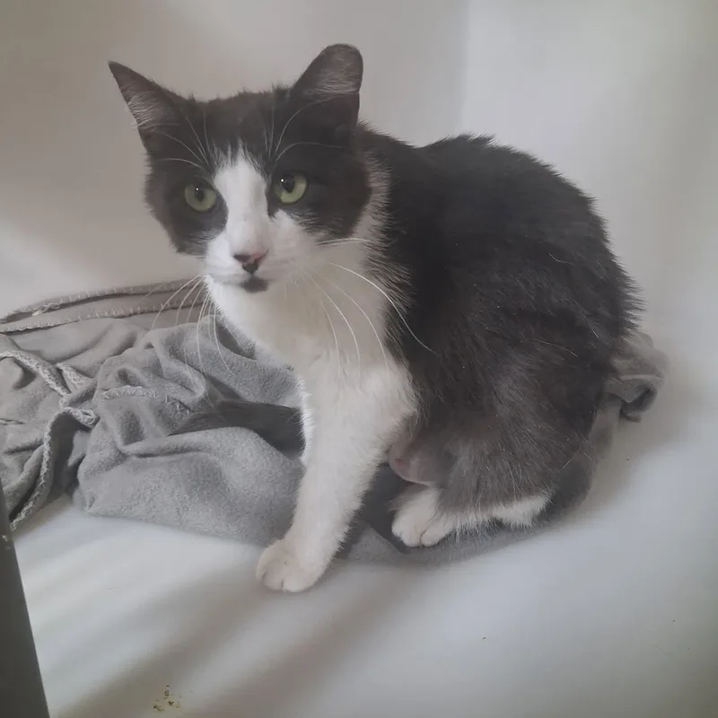 An adult medium-sized female Gray & White Domestic Short Hair cat named Indra for adoption in Roosevelt, UT
