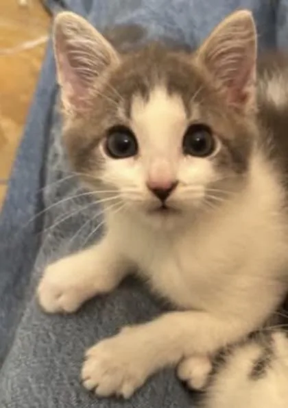 An adult small-sized male Domestic Short Hair cat named Jonah for adoption in St. Anne, IL