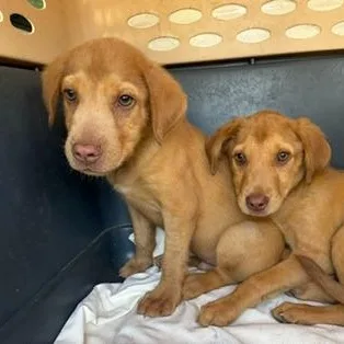A baby medium-sized male Golden Labrador Retriever dog named Scottie for adoption in Cumberland, RI