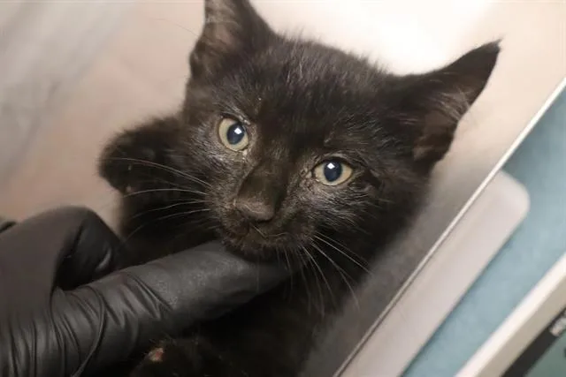 A baby small-sized male Domestic Short Hair cat named Timmy for adoption in Columbia, SC