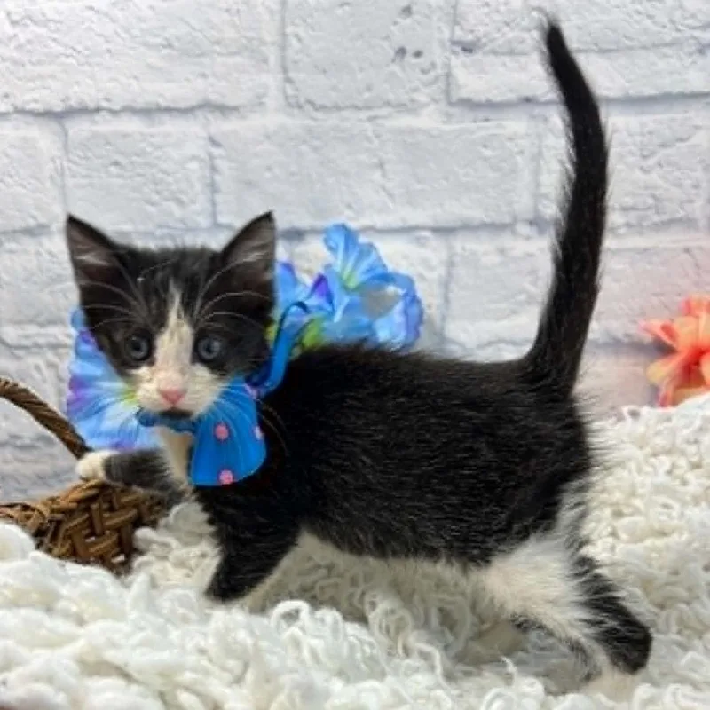 A baby small-sized female Black Domestic Short Hair cat named Seagull for adoption in Harrisonburg, VA