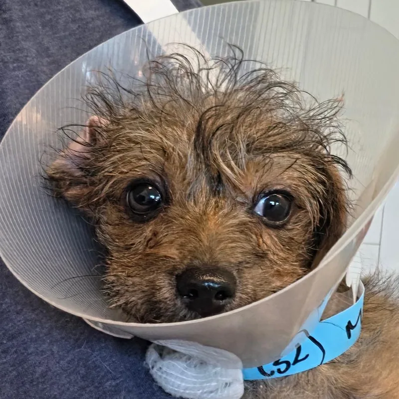 A baby small-sized male Black Mixed Breed dog named Pinto for adoption in Leander, TX