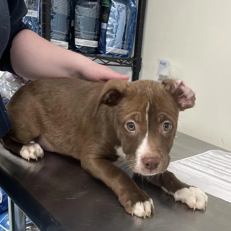 A young medium-sized female Brown / Chocolate Terrier dog named Kaa for adoption in Galax, VA