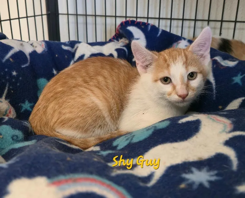 A baby medium-sized male Domestic Short Hair cat named Shy Guy for adoption in Cedar Rapids, IA