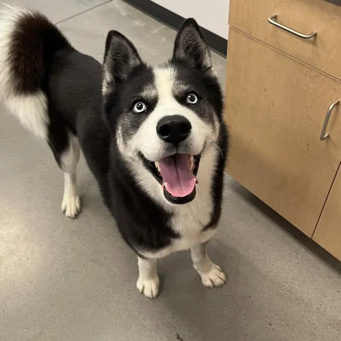 An adult large-sized female Siberian Husky dog named Saylor for adoption in Cottonwood Heights, UT