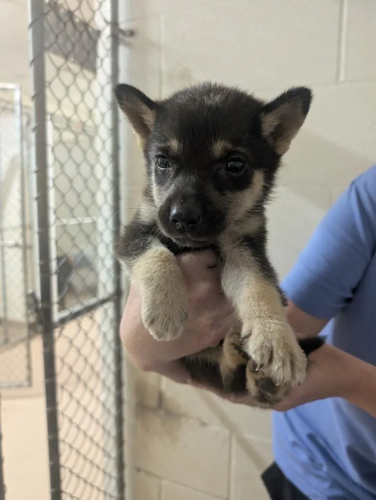A baby medium-sized female German Shepherd Dog dog named Goodgirl for adoption in Nacogdoches, TX