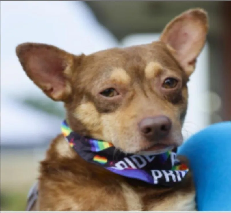 An adult small-sized male Brown / Chocolate Chiweenie dog named Freddie for adoption in Williston, VT
