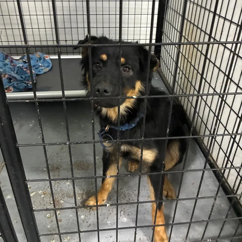A young medium-sized female Black Shepherd dog named Dolly Pawton for adoption in St. Louis, MO