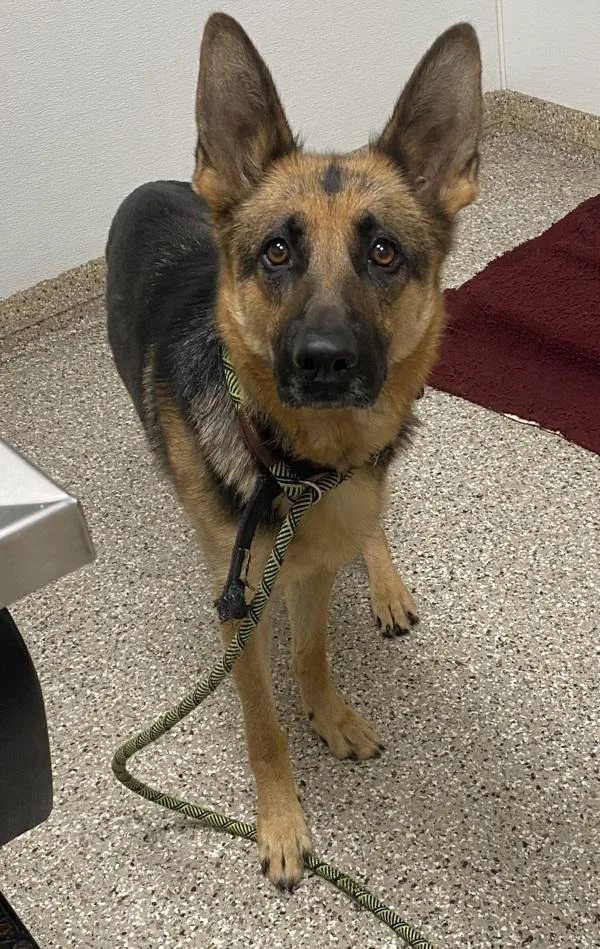 An adult large-sized female German Shepherd Dog dog named Giselle for adoption in Vancouver, WA